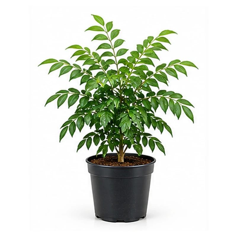Curry Leaf Plant