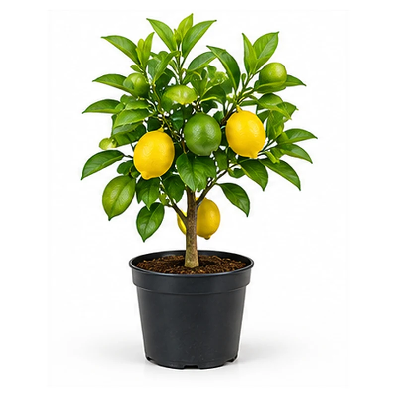 Lemon Sapling