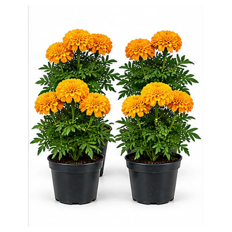 Marigold Plant Set