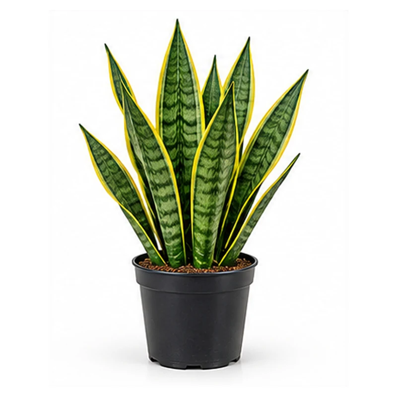 Snake Plant