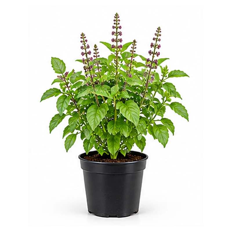 Tulsi Live Plant